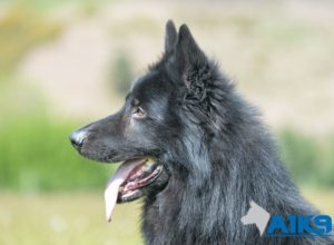 Trained Family Protection Dog (Sold) - Aris