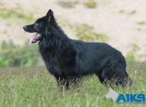 Trained Family Protection Dog (Sold) - Aris