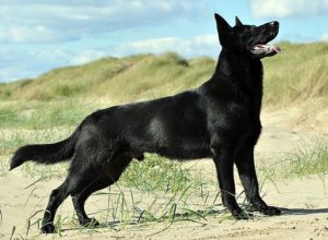 Trained Family Protection Dog (Sold) - Arko
