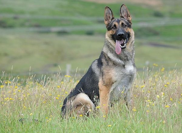 Trained Family Protection Dog (Sold) - Arnie