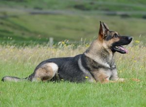 Trained Family Protection Dog (Sold) - Arnie