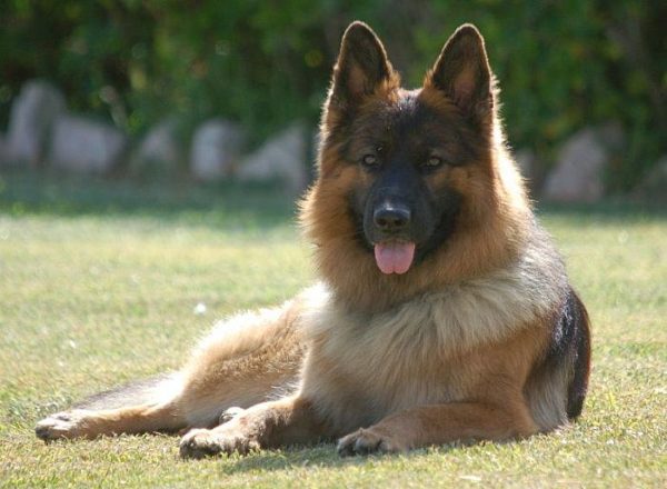 Trained Family Protection Dog (Sold) - Arro