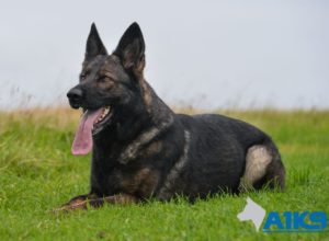 Trained Family Protection Dog (Sold) - Ash