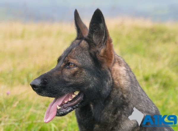 Trained Family Protection Dog (Sold) - Ash