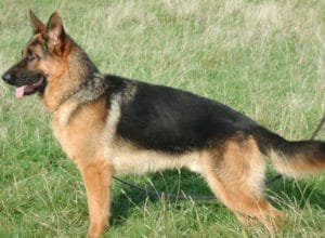 Trained Family Protection Dog (Sold) - Asha