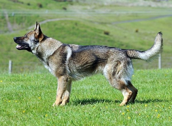 Trained Family Protection Dog (Sold) - Aslan