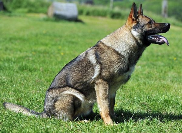 Trained Family Protection Dog (Sold) - Aslan