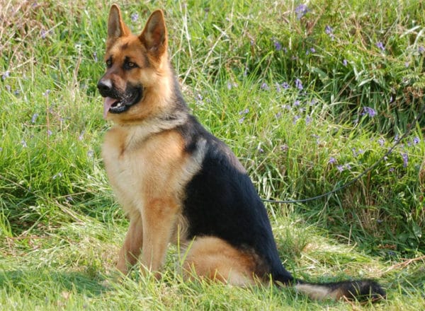Trained Family Protection Dog (Sold) - Audi