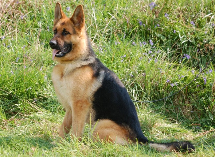 Trained Family Protection Dog (Sold) – Audi