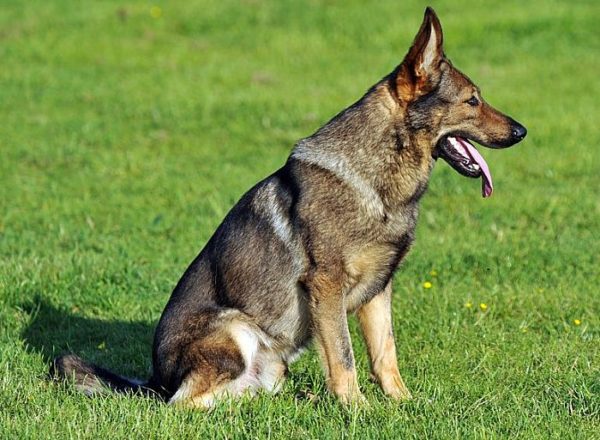 Trained Family Protection Dog (Sold) - Axis
