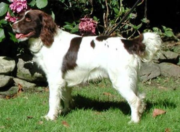 Trained Family Protection Dog (Sold) - Badger