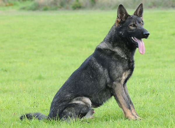 Trained Family Protection Dog (Sold) - Baggio