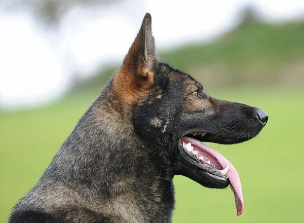 Trained Family Protection Dog (Sold) - Baggio