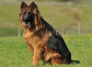 Trained Family Protection Dog (Sold) - Bailey
