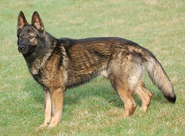 Trained Family Protection Dog (Sold) - Bak