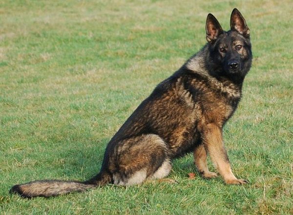 Trained Family Protection Dog (Sold) - Bak