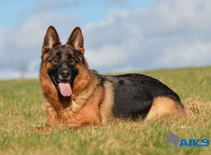 Trained Family Protection Dog (Sold) - Bara