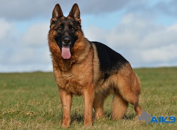 Trained Family Protection Dog (Sold) - Bara