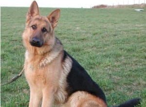 Trained Family Protection Dog (Sold) - Barley