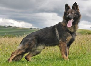 Trained Family Protection Dog (Sold) - Barney