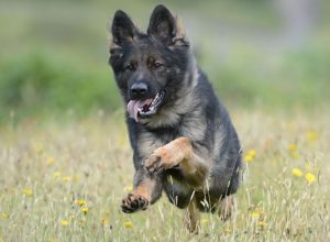 Trained Family Protection Dog (Sold) - Barney