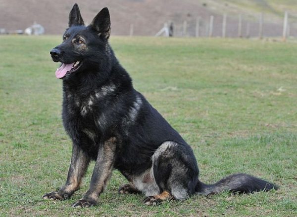 Trained Family Protection Dog (Sold) - Barnie