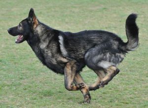 Trained Family Protection Dog (Sold) - Barnie