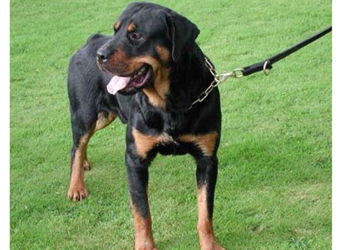 Trained Family Protection Dog (Sold) - Baron