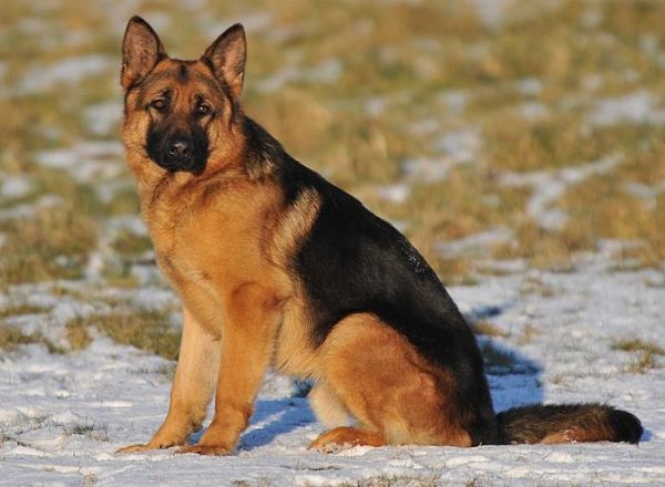 Trained Family Protection Dog (Sold) - Bax