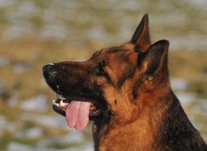 Trained Family Protection Dog (Sold) - Bax