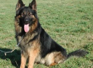 Trained Family Protection Dog (Sold) - Bear