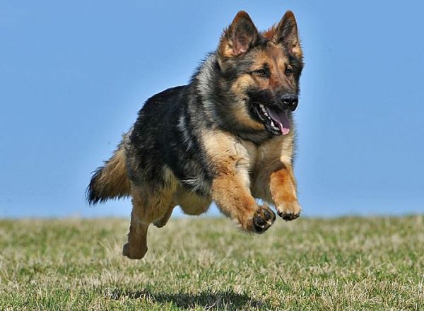 Trained Family Protection Dog (Sold) - Bear