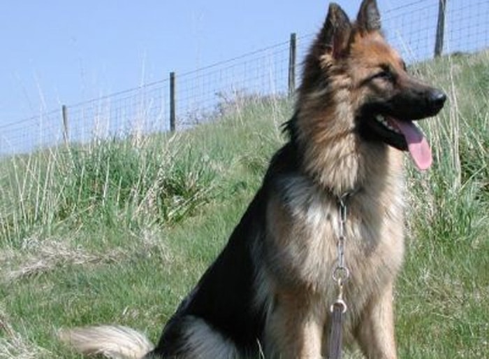 Trained Protection Dog (Sold) – Bear