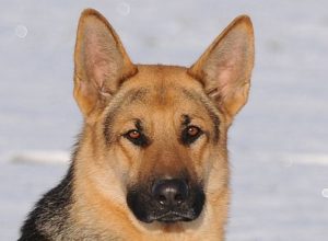 Trained Family Protection Dog (Sold) - Beau