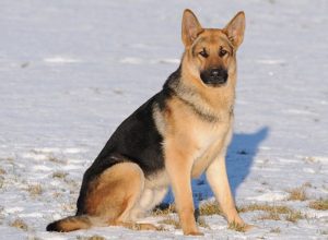 Trained Family Protection Dog (Sold) - Beau