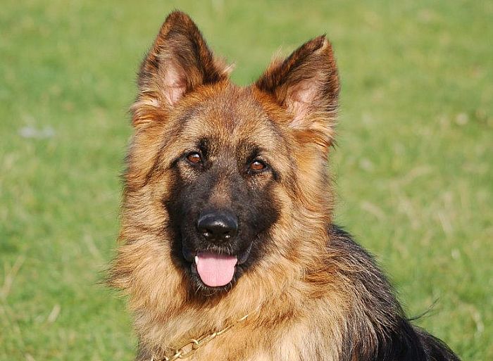 Trained Family Protection Dog (Sold) - Beau