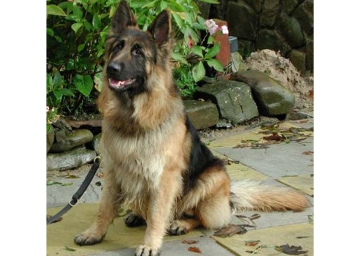 Trained Family Protection Dog (Sold) - Beau