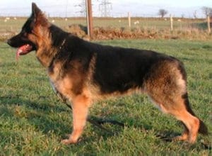 Trained Family Protection Dog (Sold) - Becks