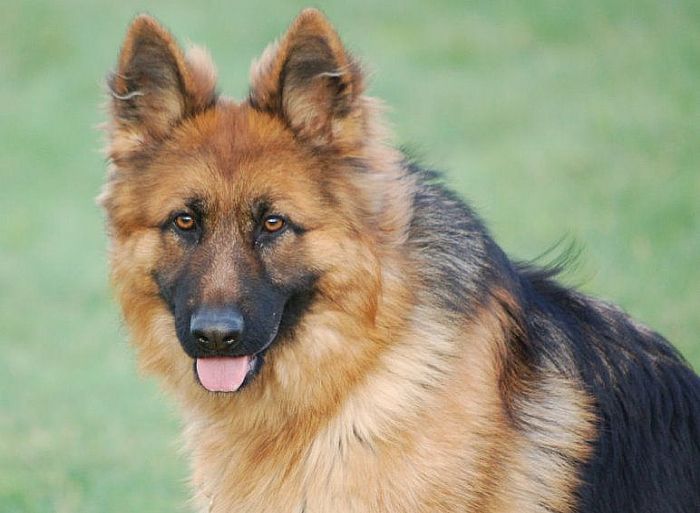 Trained Family Protection Dog (Sold) - Becks