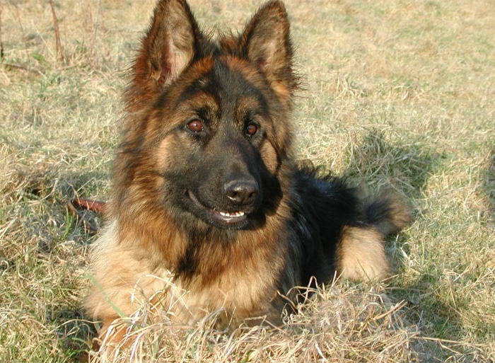 Trained Family Protection Dog (Sold) - Becky