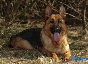 Trained Family Protection Dog (Sold) - Bella