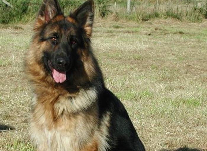 Trained Family Protection Dog (Sold) - Bella