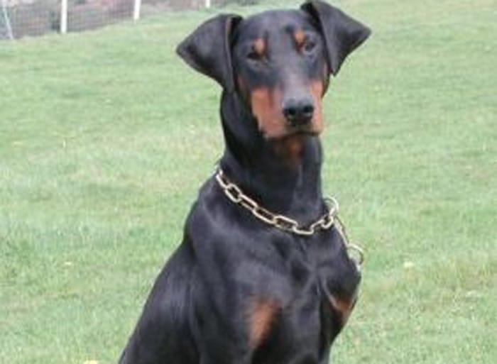 Trained Family Protection Dog (Sold) - Ben