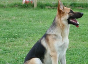 Trained Family Protection Dog (Sold) - Ben