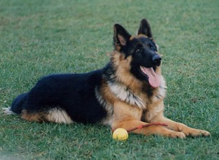 Trained Protection Dog (Sold) – Ben