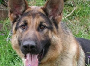 Trained Family Protection Dog (Sold) - Benson