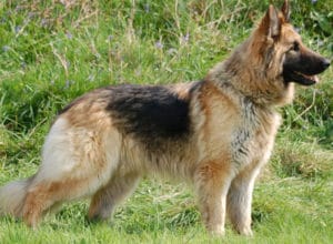 Trained Family Protection Dog (Sold) - Bernie