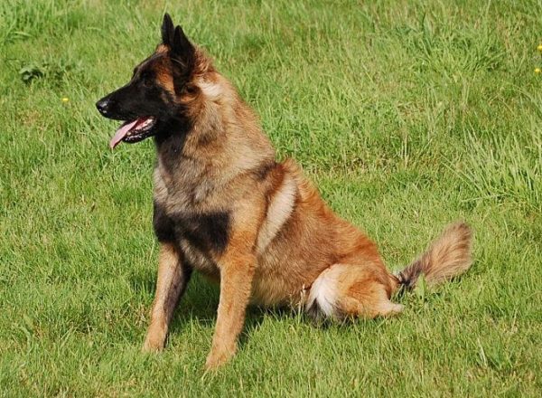 Trained Family Protection Dog (Sold) - Betty
