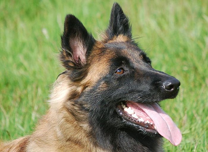 Trained Family Protection Dog (Sold) - Betty