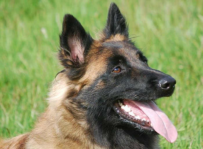 Trained Family Protection Dog (Sold) – Betty
